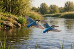 Birds With Mate 12 Images