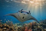 Sea Creatures 16 Images