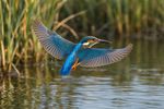 Birds 16 Images 