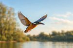 Birds 16 Images 