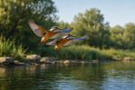 Birds With Mate 12 Images