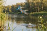 Birds With Mate 12 Images