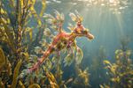 Sea Creatures 16 Images