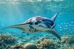 Sea Creatures 16 Images