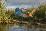 Birds With Mate 12 Images