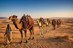 Camels 12 Images