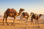Camels 12 Images