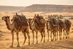 Camels 12 Images