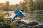 Birds 16 Images 