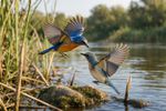 Birds With Mate 12 Images