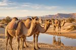 Camels 12 Images
