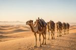 Camels 12 Images