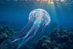 Sea Creatures 16 Images