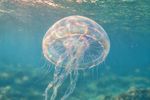 Sea Creatures 16 Images