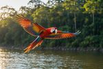 Birds 16 Images 