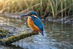 Birds 16 Images 