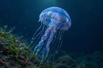 Sea Creatures 16 Images