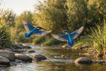 Birds With Mate 12 Images