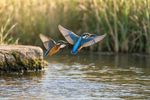 Birds With Mate 12 Images
