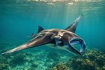 Sea Creatures 16 Images