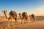 Camels 12 Images