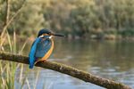 Birds 16 Images 