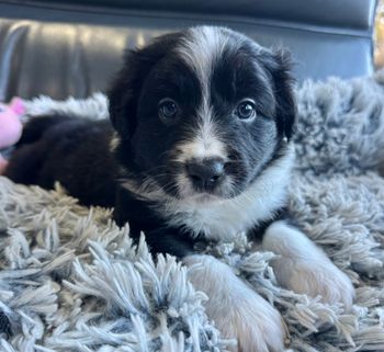 Sammy -Black & White Girl
