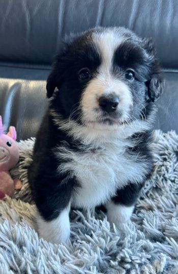 Sally -Black/White Girl
