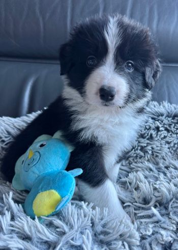 Baz -Black & White Boy
