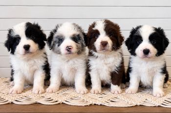 4 Boys - AVAILABLE

