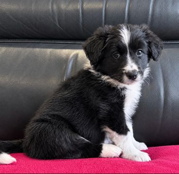 Sammy
