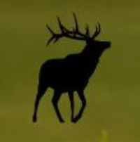 Urban Elk 