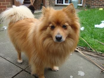 COOKIE THE POMERANIAN
