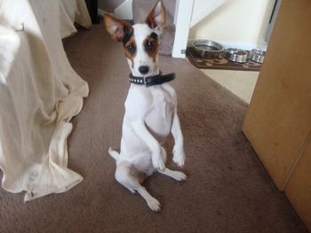 MAY I INTRODUCE POPPY THE PERFORMING DOG !!!!
