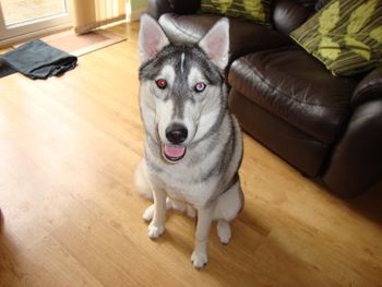 STUNNING SIBERIAN HUSKY 'PRINCE'
