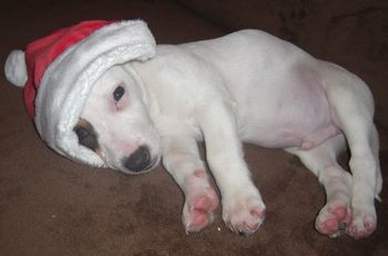 JACK AT 8 WEEKS OLD
