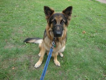 HANDSOME GSD BLUE

