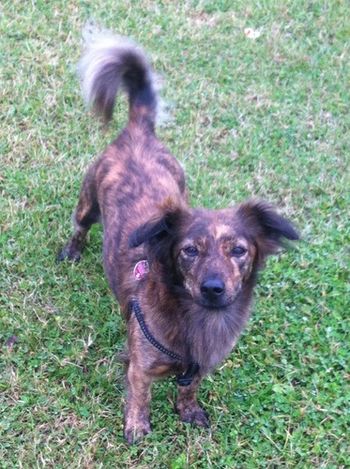 COLLIE X TINKA, A REAL SWEETHEART
