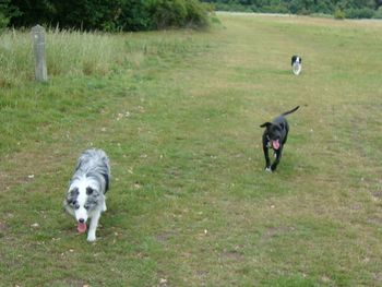 GEM, TILLY AND CRACKER ENJOYING THEIR WALK
