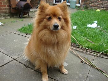 HANDSOME LITTLE COOKIE

