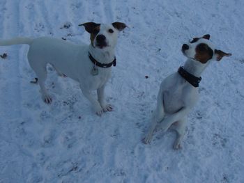 JACK AND POPPY
