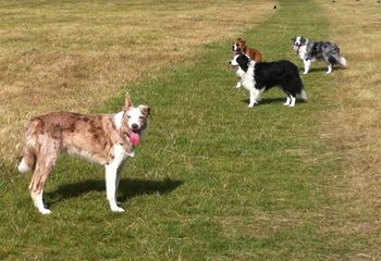 Wizzy, Cracker , Gem and Audrey
