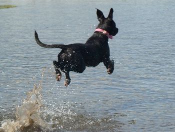 BOUNCING TILLY !
