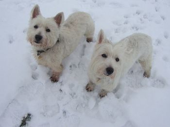 MIA AND LAIKA IN THE SNOW
