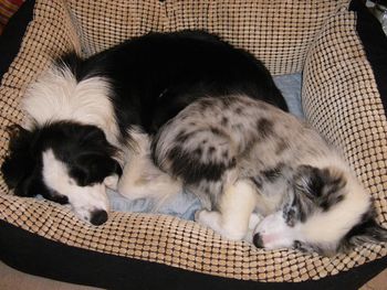 CRACKER AND GEM SLEEPY AFTER THEIR WALK !
