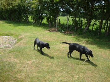 MAC AND DRAKE THE LABS HAVING FUN !
