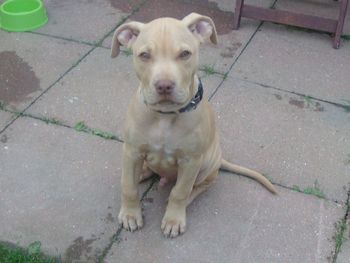 BAILEY
