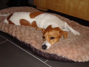 COOKIE HAVING A NAP
