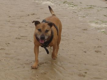 MOBY ON THE BEACH
