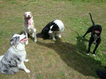 GEM, WIZZY, CRACKER AND TILLY
